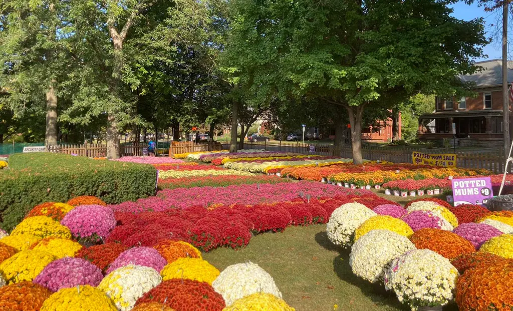 A park full of colorful mums at the Barberton Mum Festival